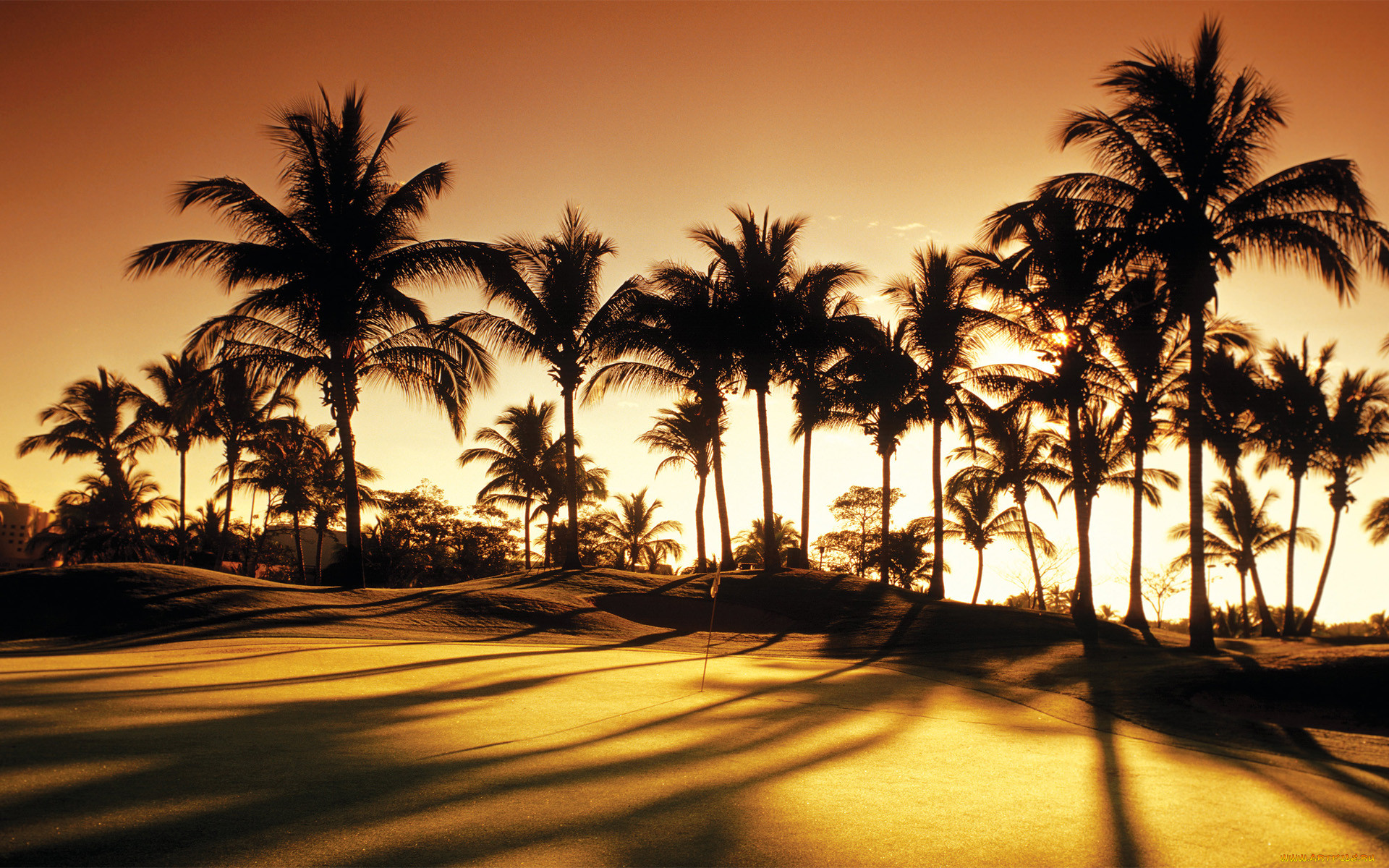 , , golf, palms, sunrise, club